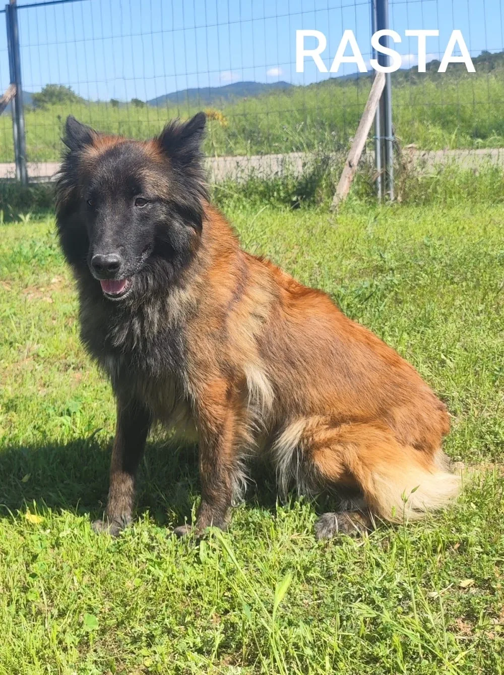 Identité Canine / Vallon des Serps - Bouches-du-Rhône pet otel görseli 3