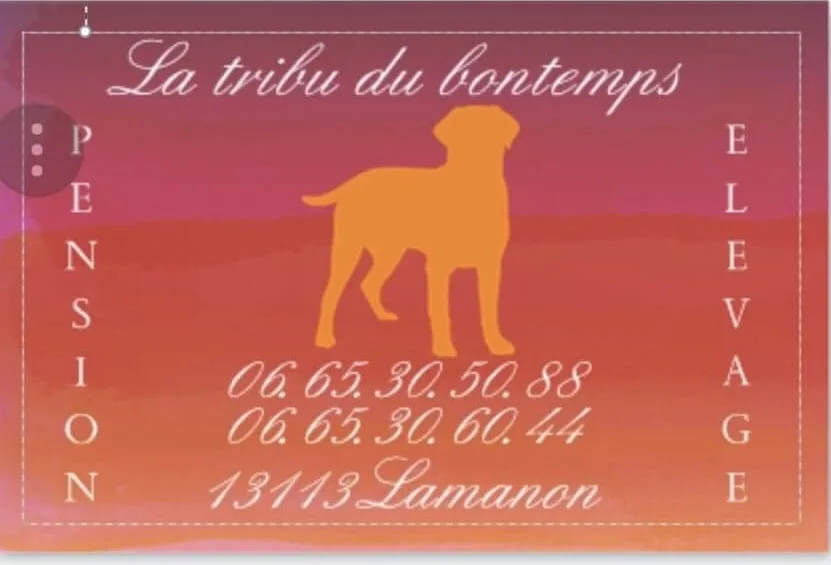 La tribu du bontemps pension élevage canin - Bouches-du-Rhône pet otel