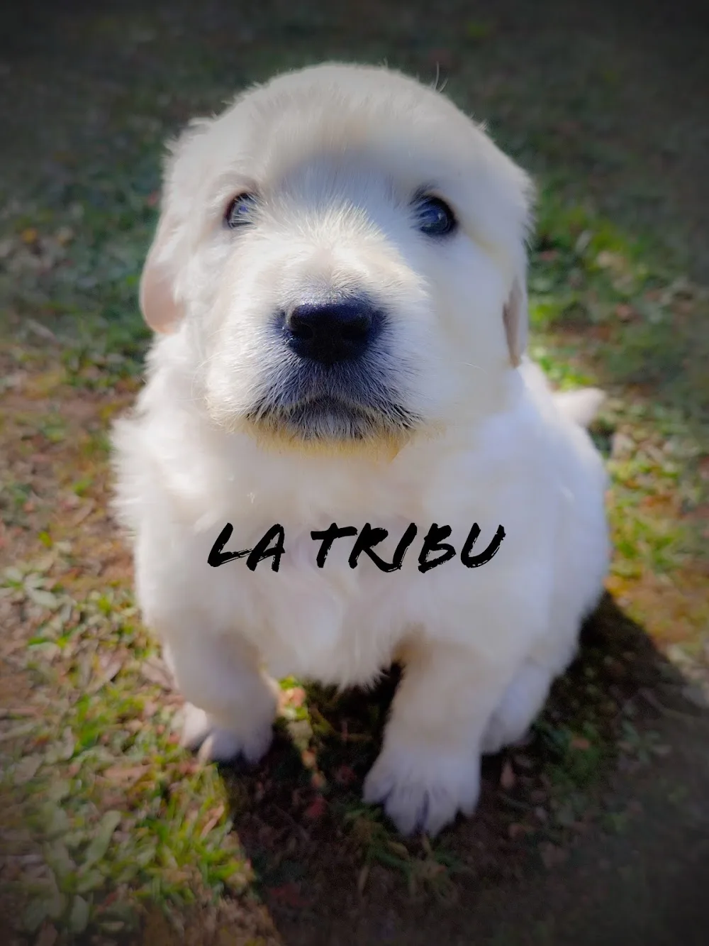 La tribu du bontemps pension élevage canin - Bouches-du-Rhône pet otel görseli 3