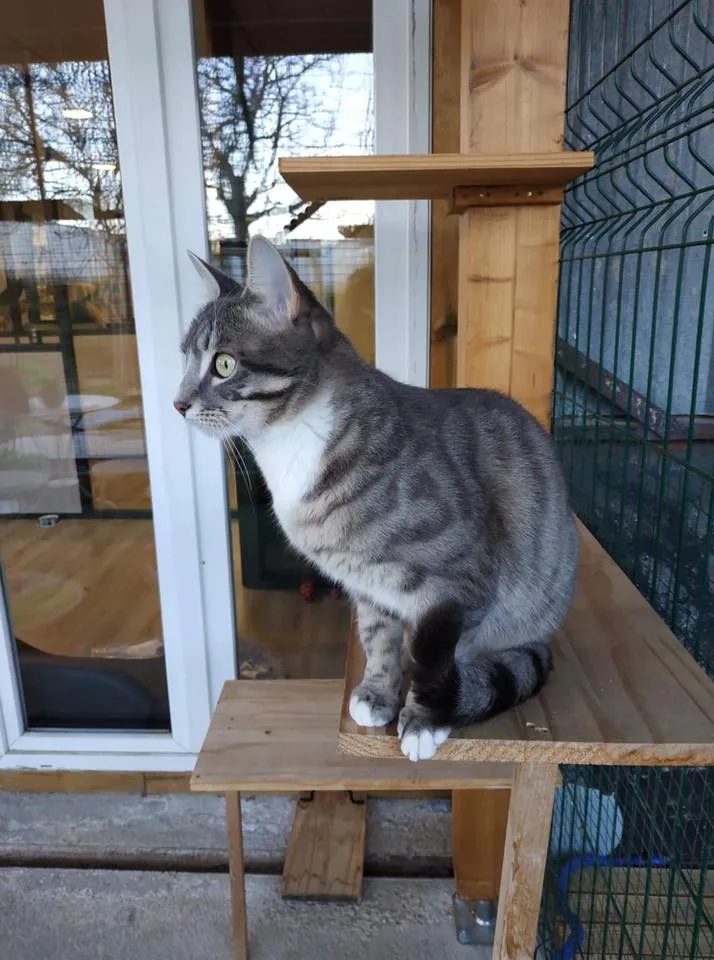 Le Chat Beauté, hôtel pour chats - Bouches-du-Rhône pet otel görseli 3