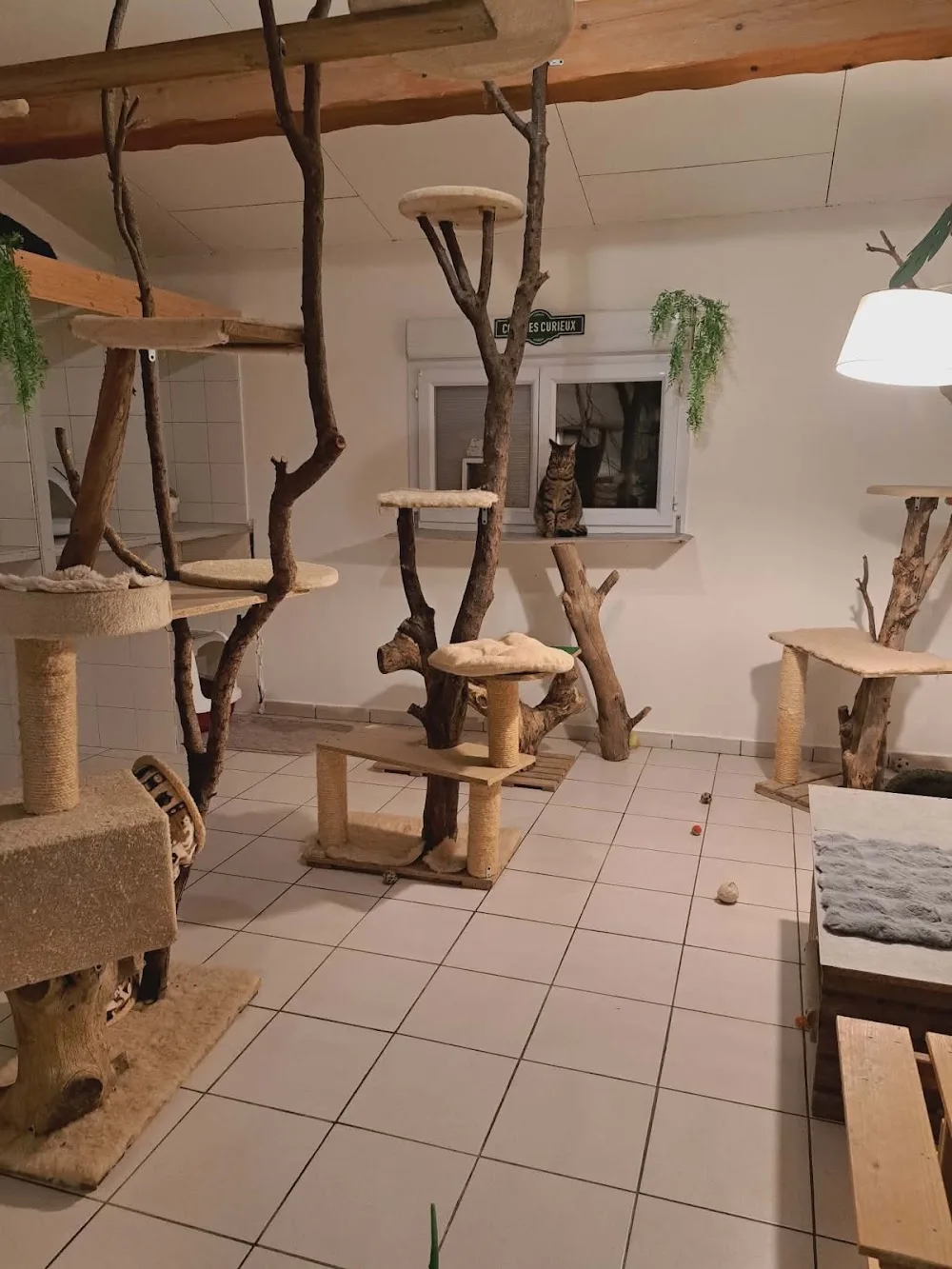 Pension Amour De Chiens - Bouches-du-Rhône pet otel