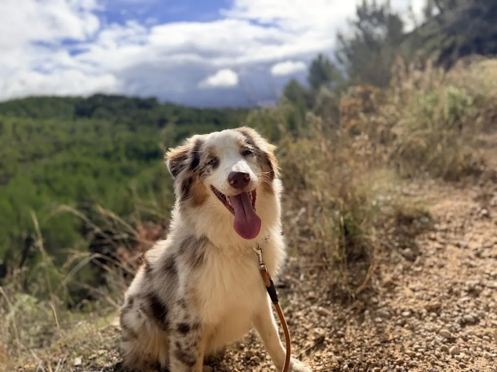 Pension canine Chez Léa - Bouches-du-Rhône pet otel