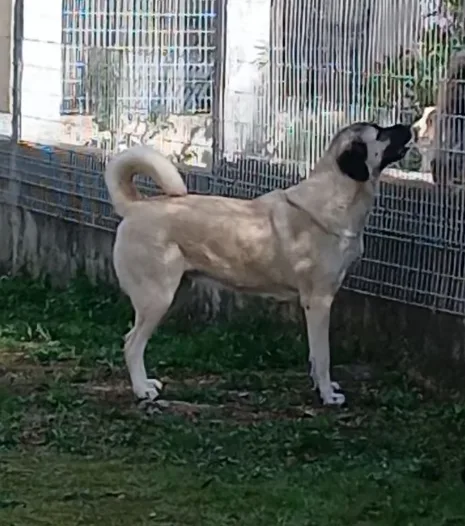 PENSION CANINE - DOMAINE DE LA GALAXIE - Bouches-du-Rhône pet otel görseli 3