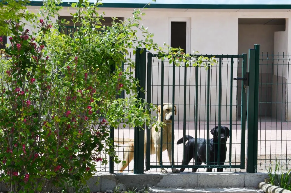 Pension Canine du Domaine de la Vallée de l'Arc - Bouches-du-Rhône pet otel