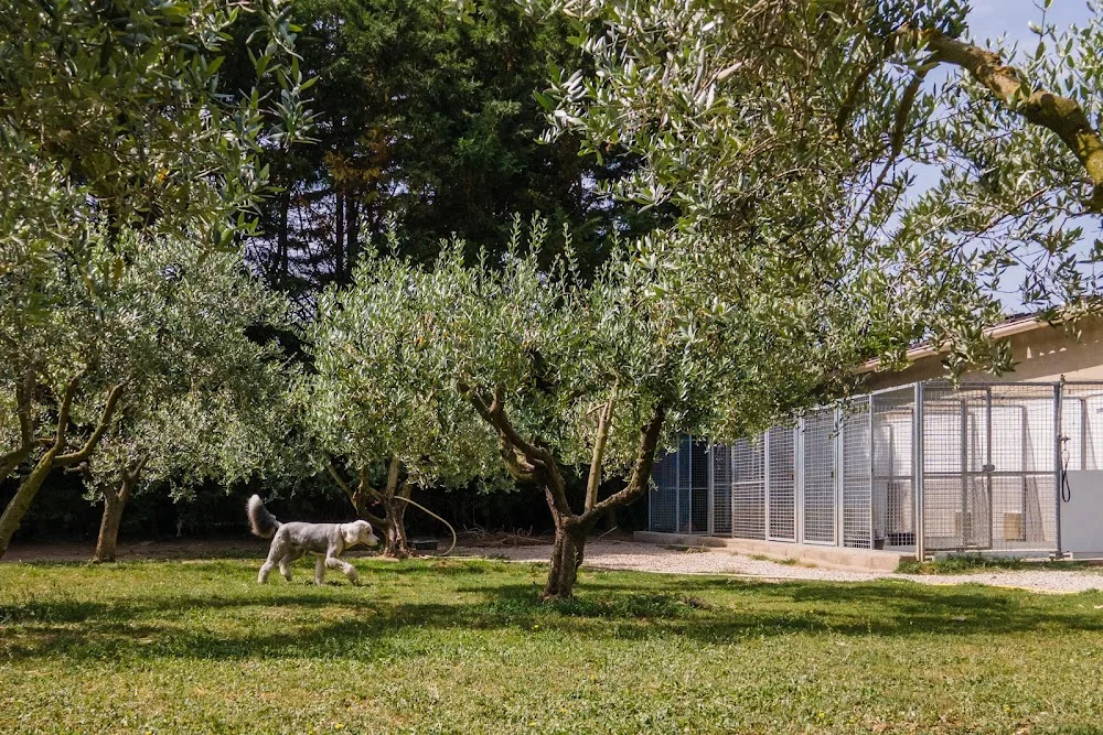 Pension Canine Eyragues - Bouches-du-Rhône pet otel görseli 3
