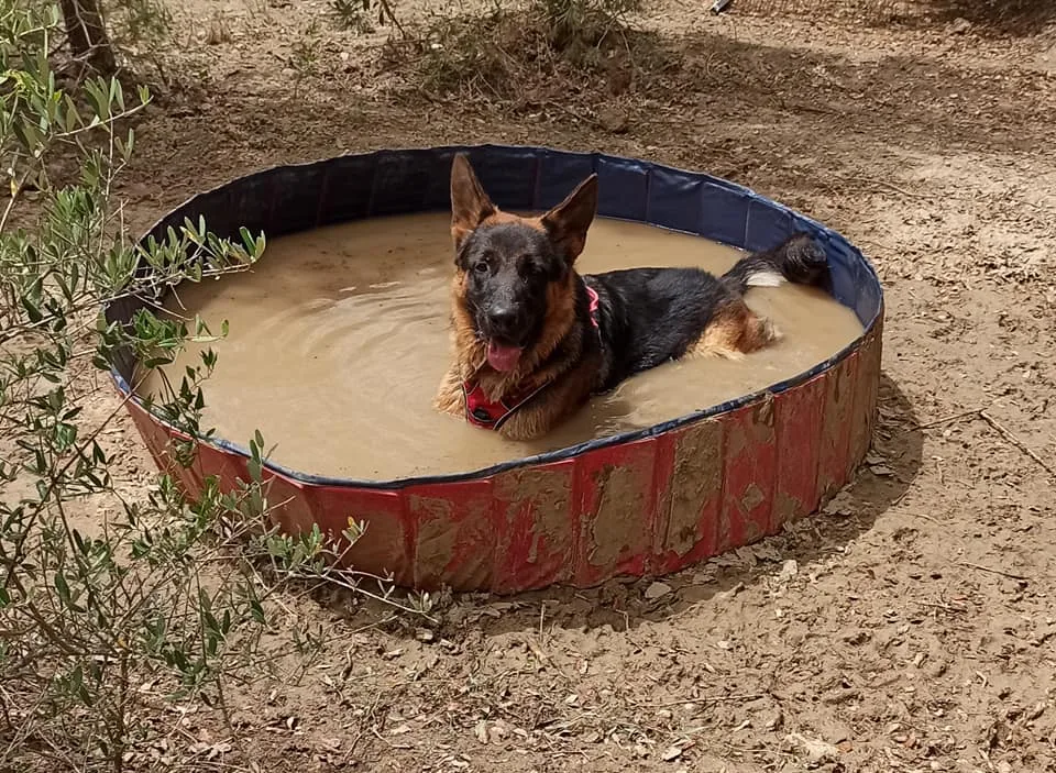 Pension canine l'Eden des Maurettes - Bouches-du-Rhône pet otel görseli 2