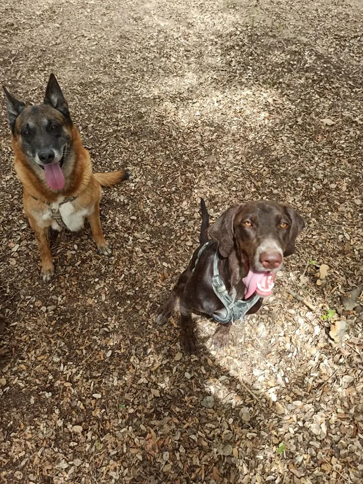 Pension canine l'Eden des Maurettes - Bouches-du-Rhône pet otel görseli 3