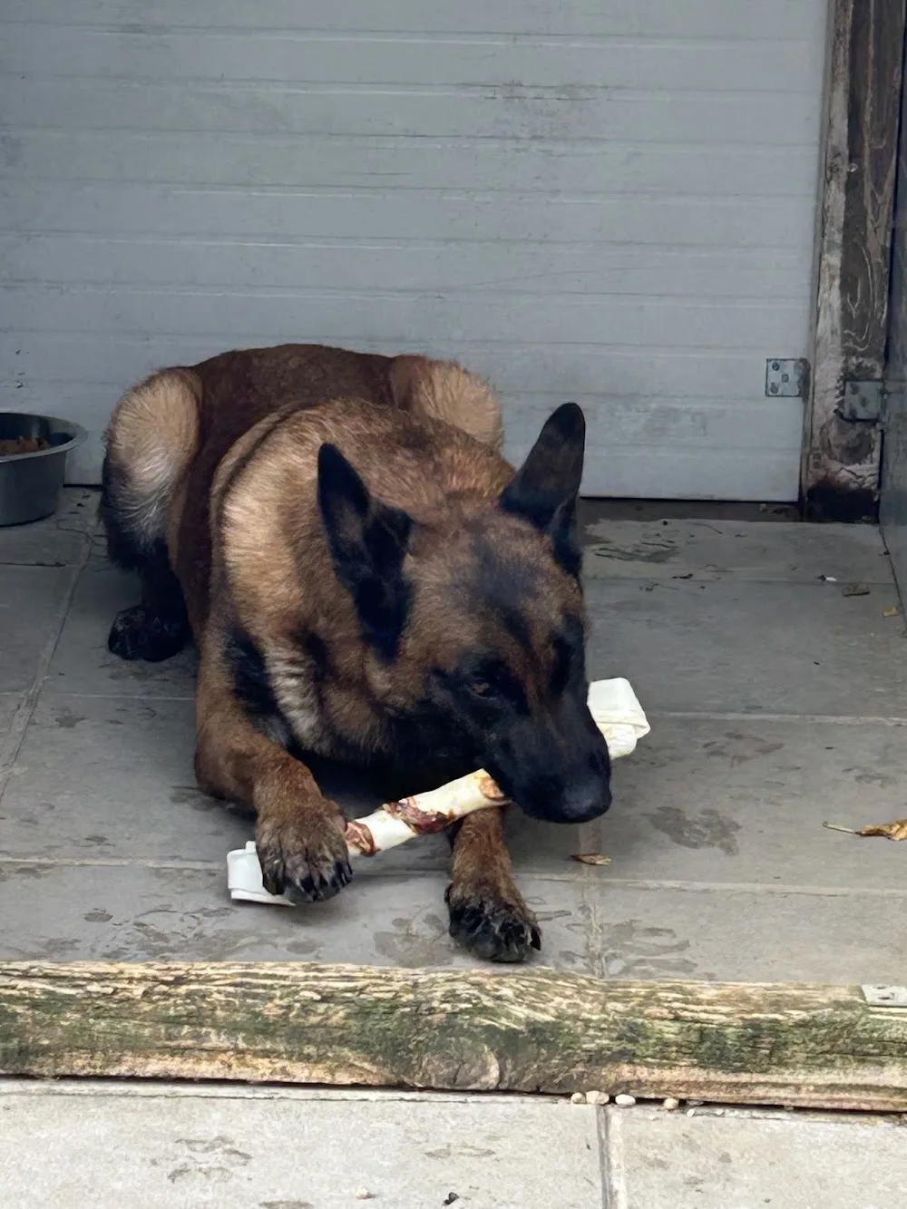 Pension Canine Les Câlins Du Canin - Bouches-du-Rhône pet otel görseli 2
