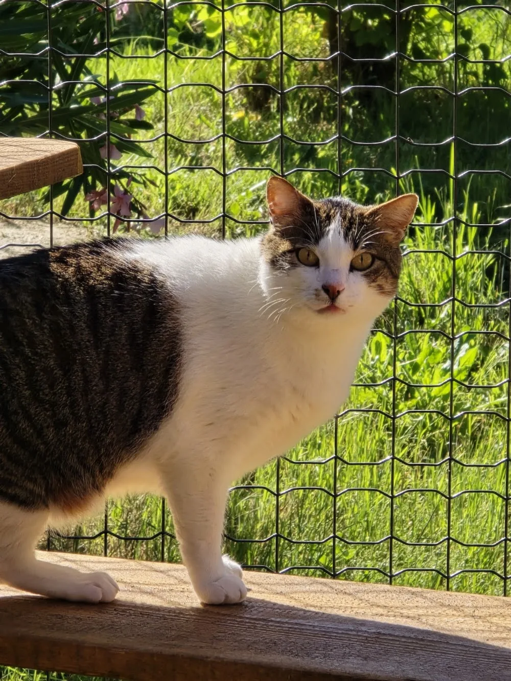 Pension féline Le Chat Noir - Bouches-du-Rhône pet otel görseli 2
