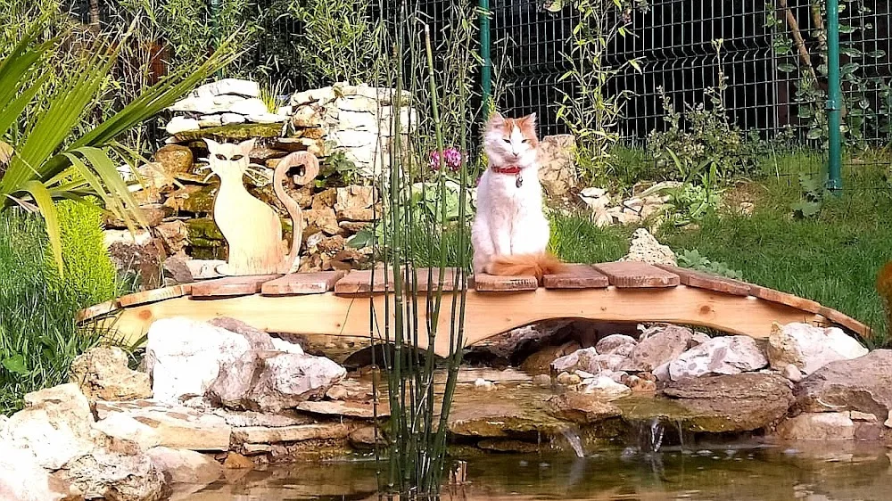 Pension pour Chat Aix - Marseille - Oasis Cat - Bouches-du-Rhône pet otel görseli 2