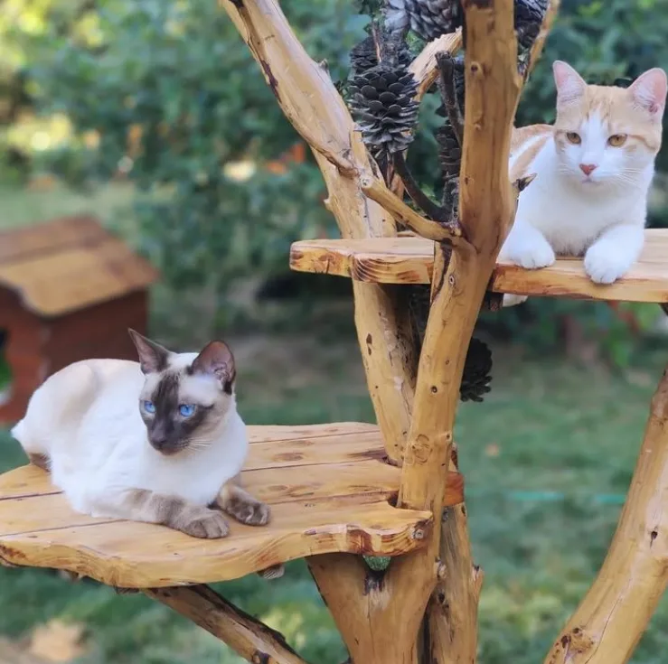 Pension pour Chat Aix - Marseille - Oasis Cat - Bouches-du-Rhône pet otel görseli 3