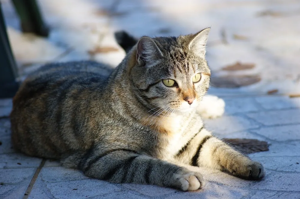 Féline Flower Pension pour chats - Bourgogne-Franche-Comté pet otel görseli 2