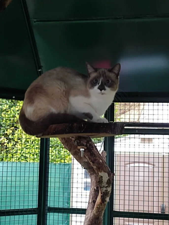 Féline Flower Pension pour chats - Bourgogne-Franche-Comté pet otel görseli 3