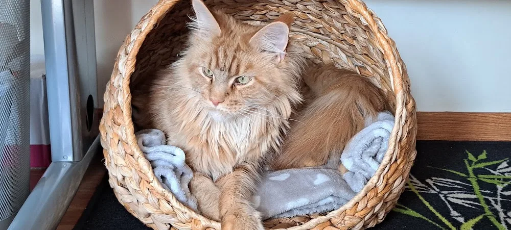 La pension feline - Bourgogne-Franche-Comté pet otel görseli 3