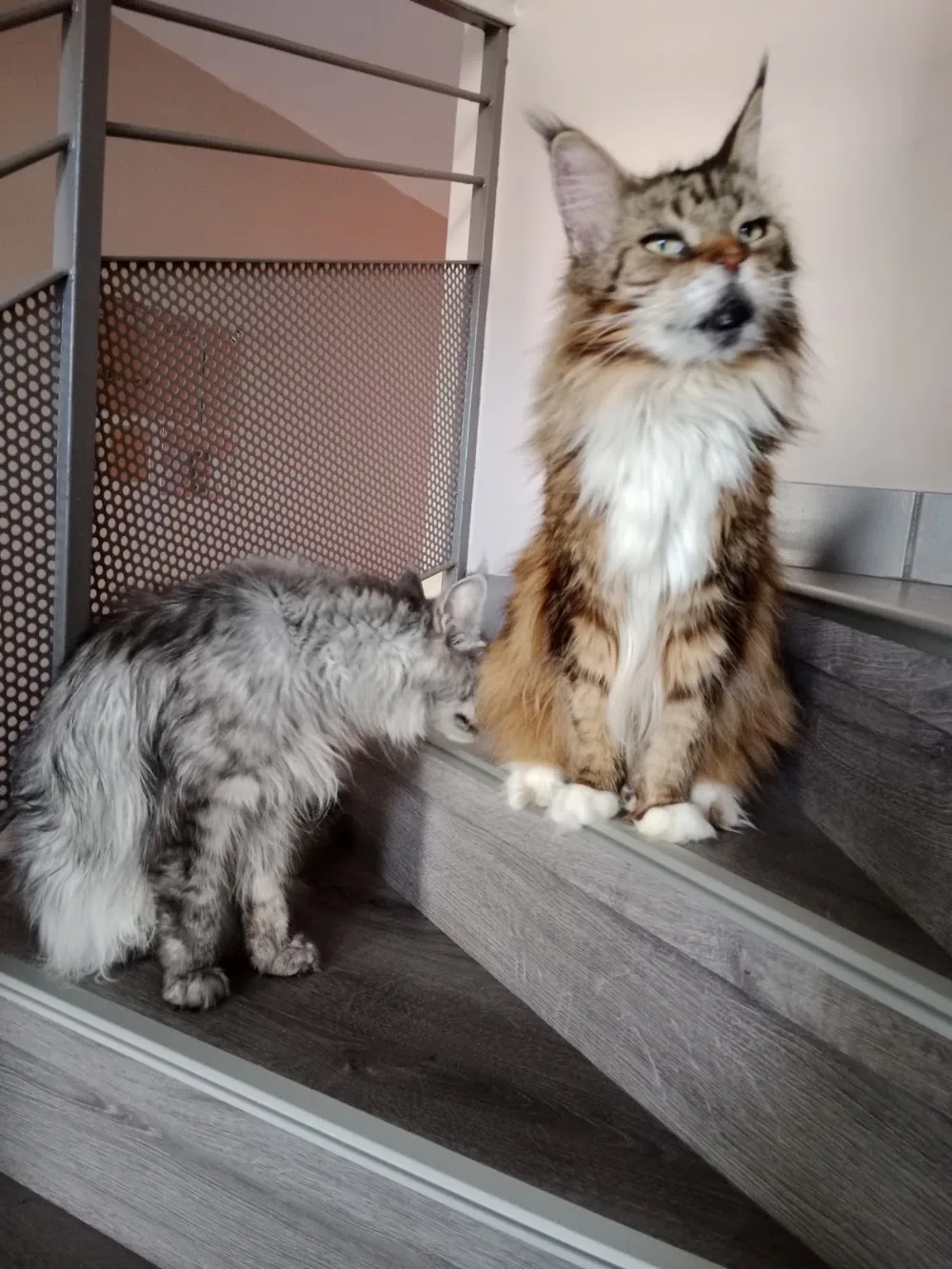 Louna et Cie, Garde d'animaux - Bourgogne-Franche-Comté pet otel