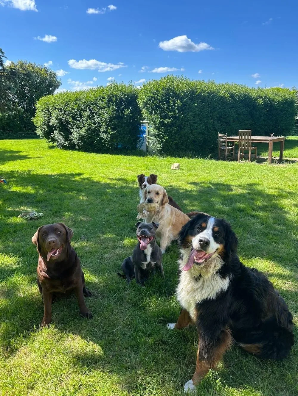 Pension canine familiale La Douceur d’Uska - Bourgogne-Franche-Comté pet otel görseli 3