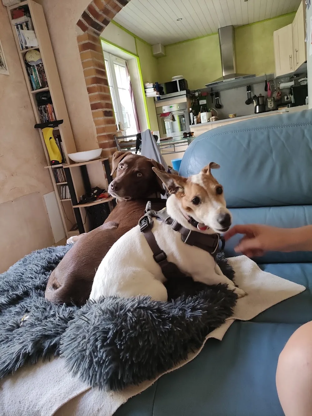 PENSION EDEN DOGS - Bourgogne-Franche-Comté pet otel görseli 7
