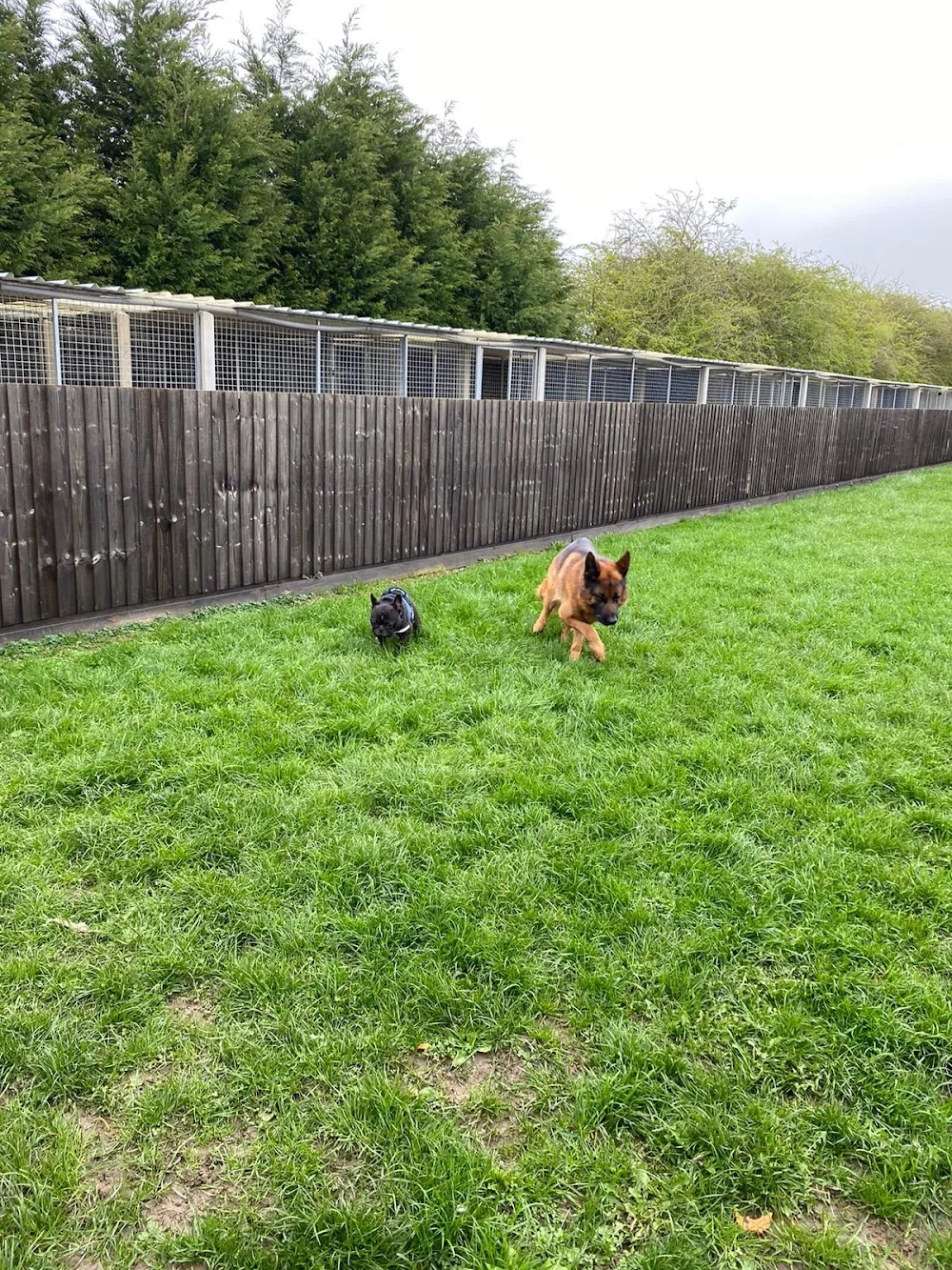 A17 Kennels - Bourne pet otel