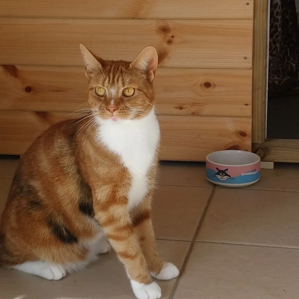 Abi's Hotel For Cats - Bourne pet otel görseli 3