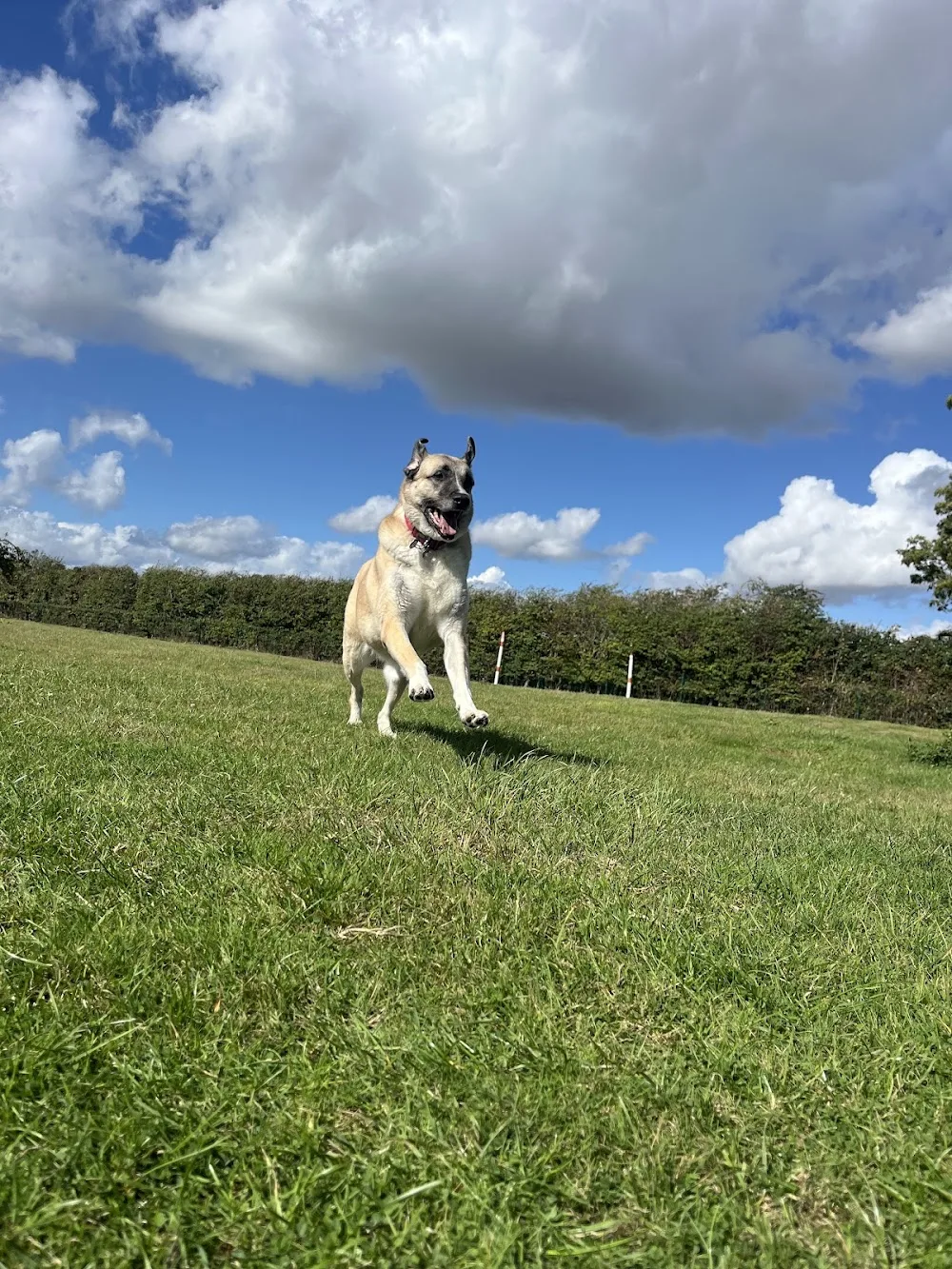 Belham Wood Kennels - Bourne pet otel görseli 3