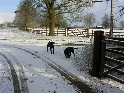 Chestnuts Farm Boarding Kennels - Bourne pet otel