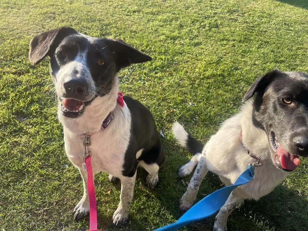 Coombe Farm Dog Boarding Kennels - Bourne pet otel