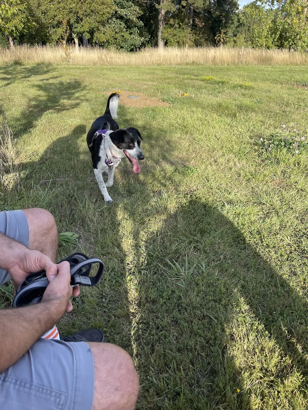 Coombe Farm Dog Boarding Kennels - Bourne pet otel görseli 3