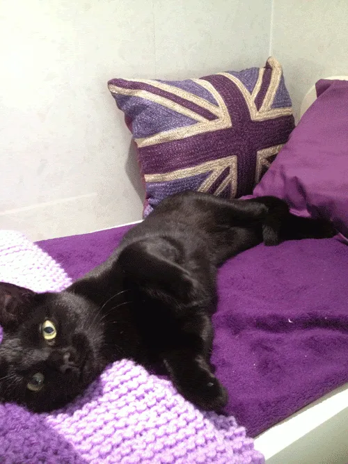 Harrington House Cattery - Bourne pet otel