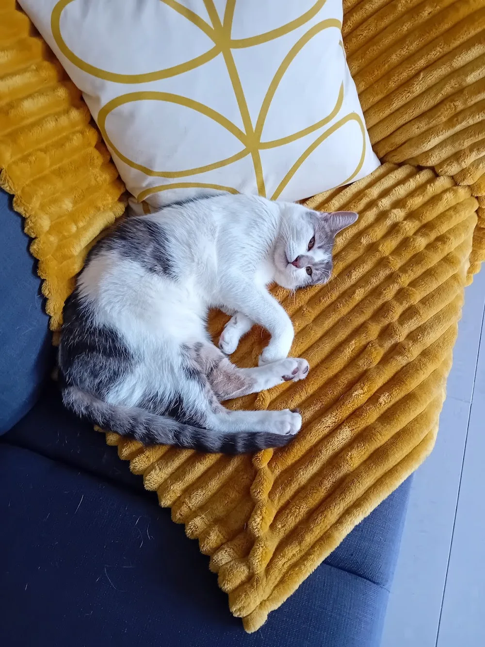 Harrington House Cattery - Bourne pet otel görseli 3