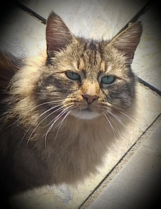 Lakeview Cattery - Bourne pet otel görseli 3