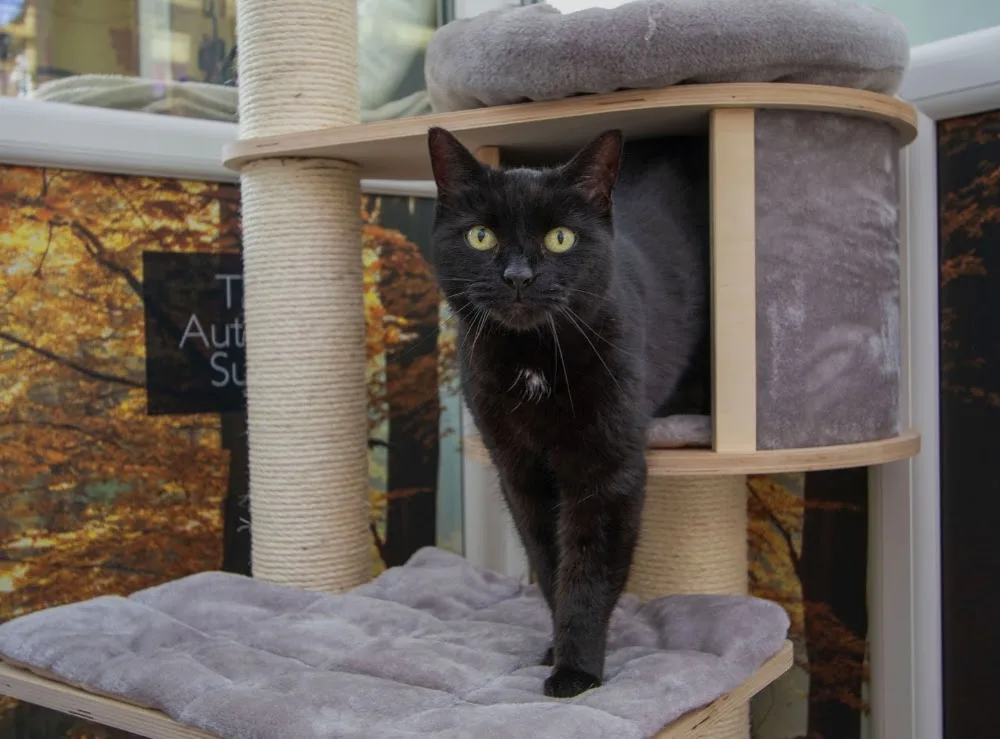 Longcroft Luxury Cat Hotel Upwell / Norfolk - Bourne pet otel görseli 3