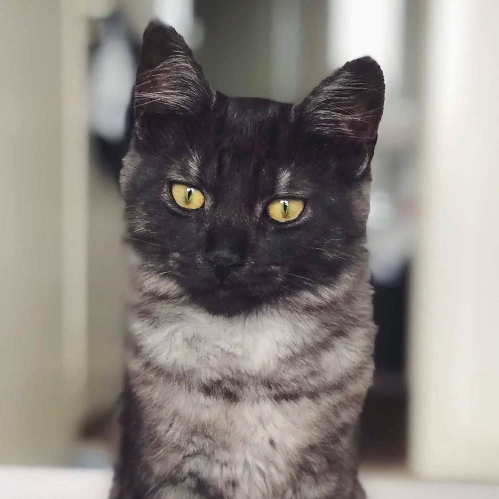 Longcroft Luxury Cat Hotel Upwell / Norfolk - Bourne pet otel görseli 4