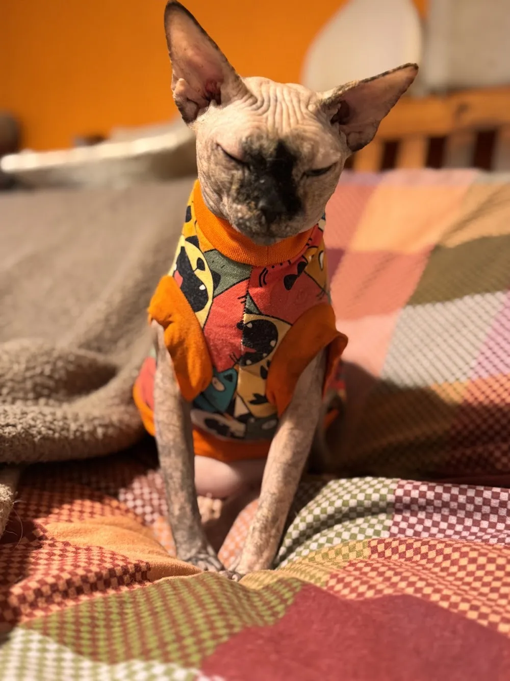 MeadowSphynx Canadian Sphynx Cattery - Bourne pet otel