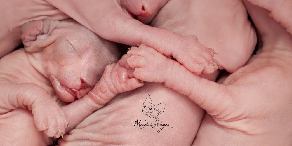 MeadowSphynx Canadian Sphynx Cattery - Bourne pet otel görseli 3