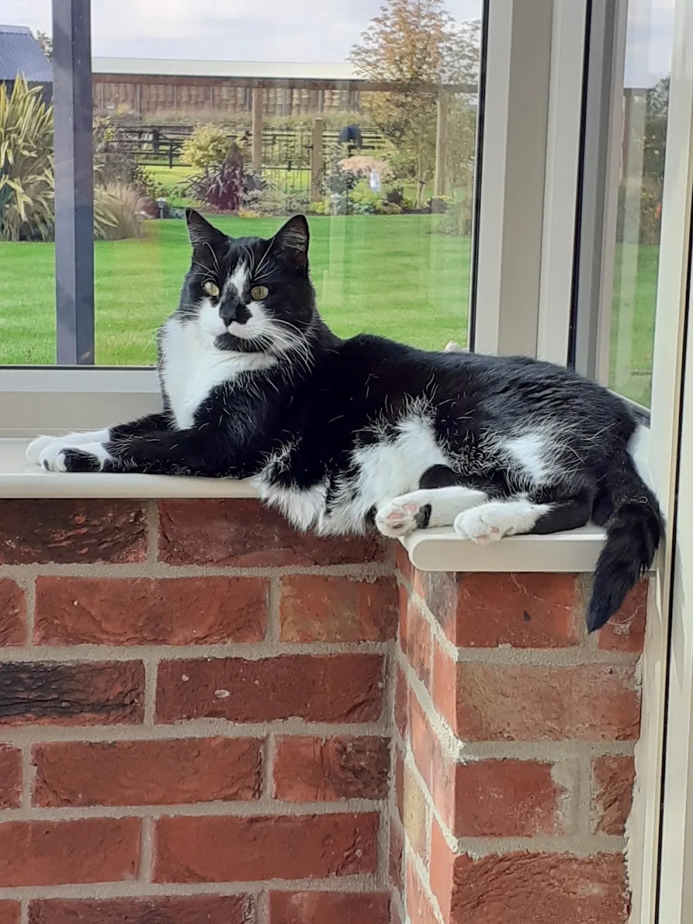 Paws Awhile Cattery - Bourne pet otel