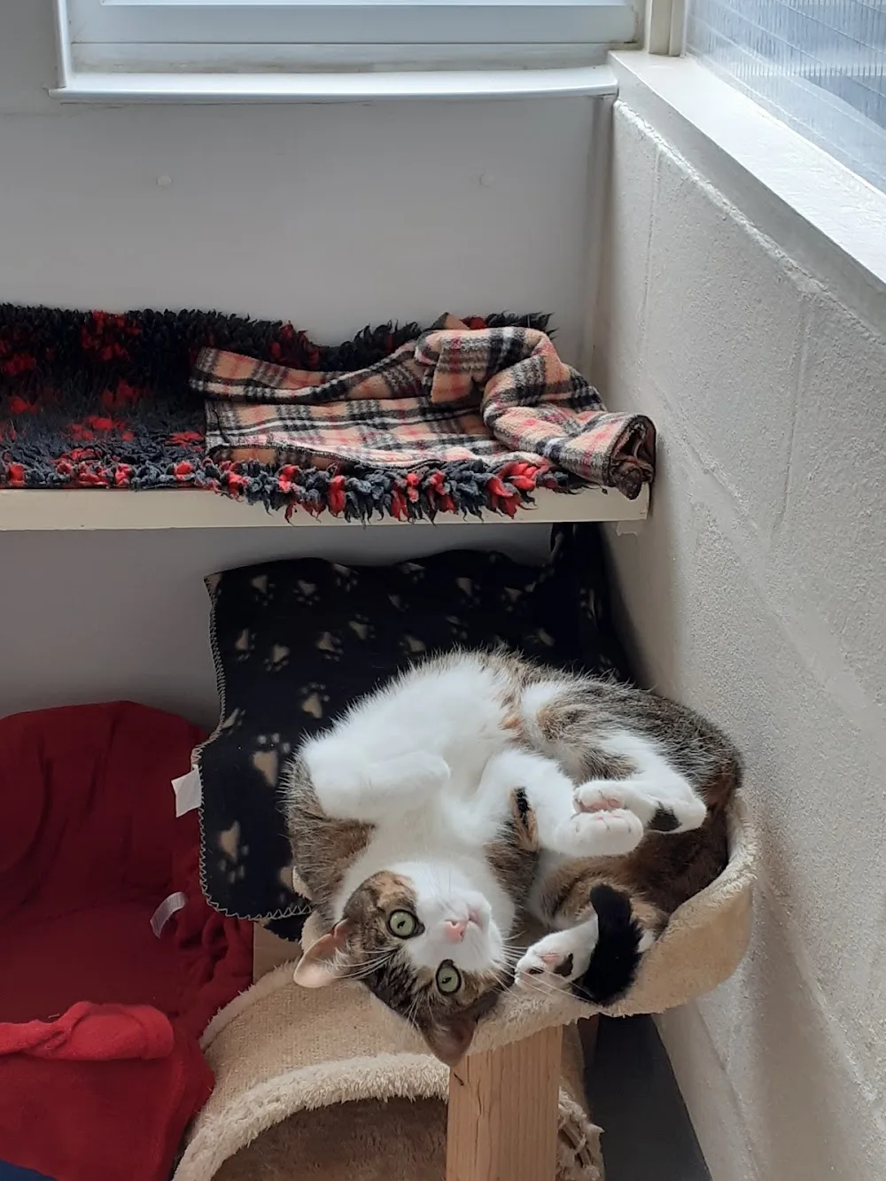 Paws Awhile Cattery - Bourne pet otel görseli 3