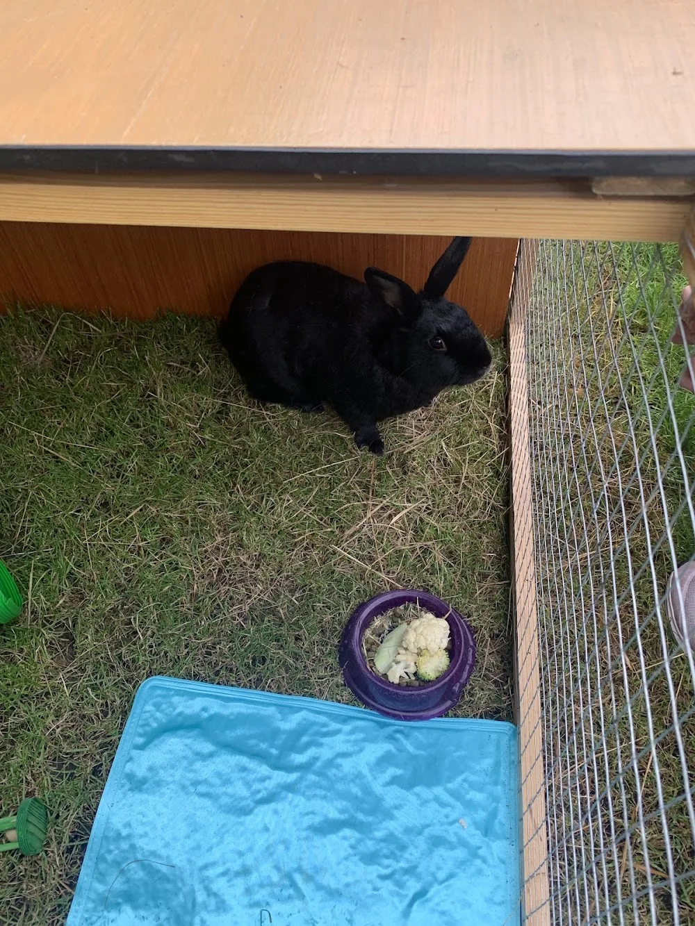 Pet-Hotel.uk - Bourne pet otel