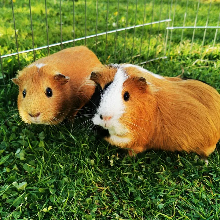 Pet-Hotel.uk - Bourne pet otel görseli 3
