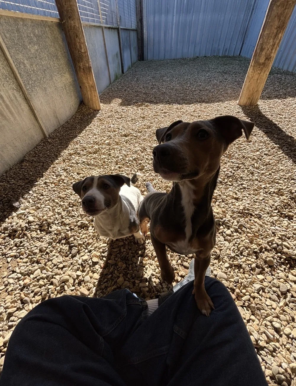 Poplar Farm Boarding Kennels - Bourne pet otel görseli 3