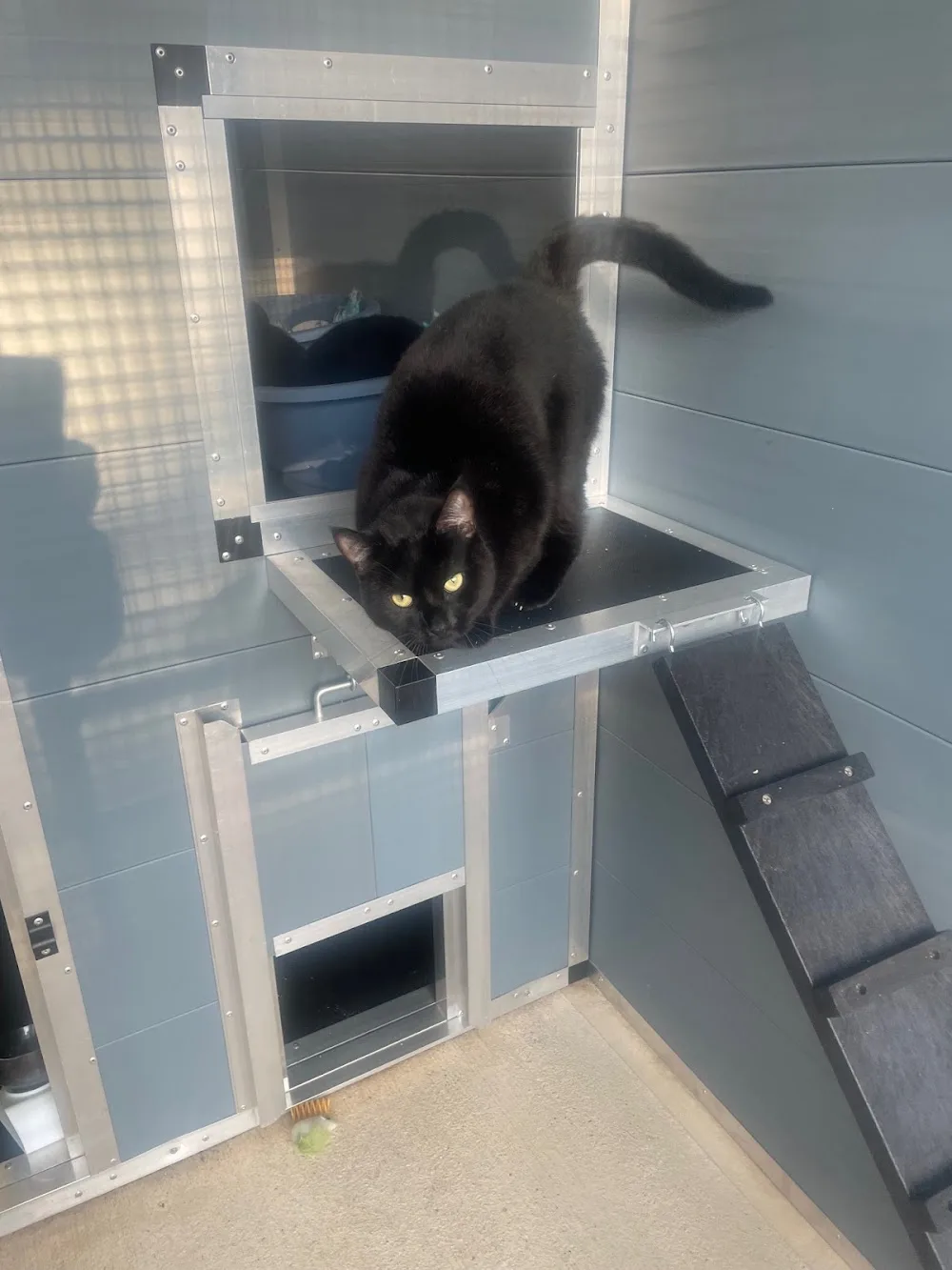 Rauceby Cattery - Bourne pet otel