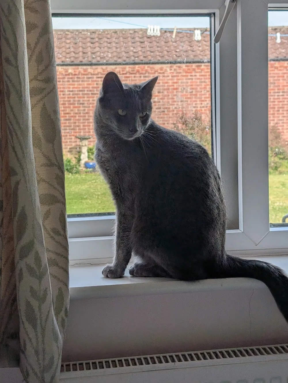 Rauceby Cattery - Bourne pet otel görseli 3