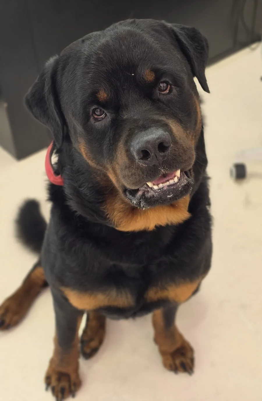 Rottweiler Home - Bourne pet otel