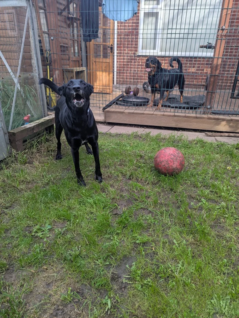 Rottweiler Home - Bourne pet otel görseli 3