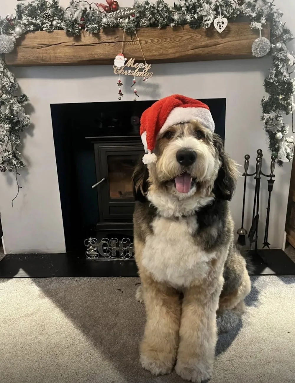 SkyBears Kennels - Bourne pet otel