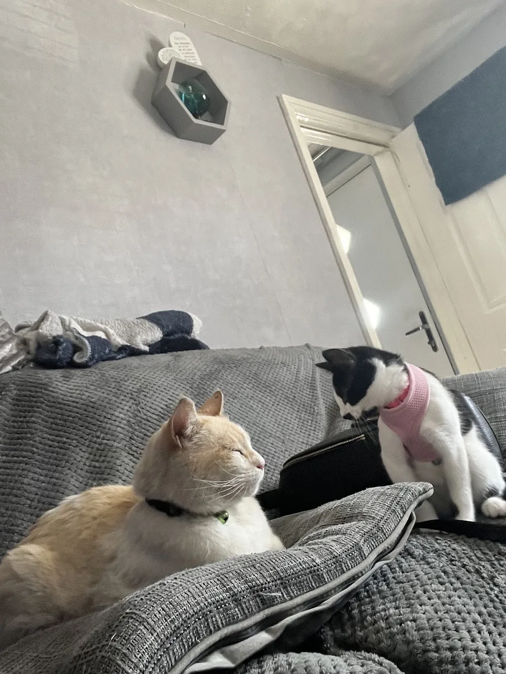 The Bythams Cattery - Bourne pet otel
