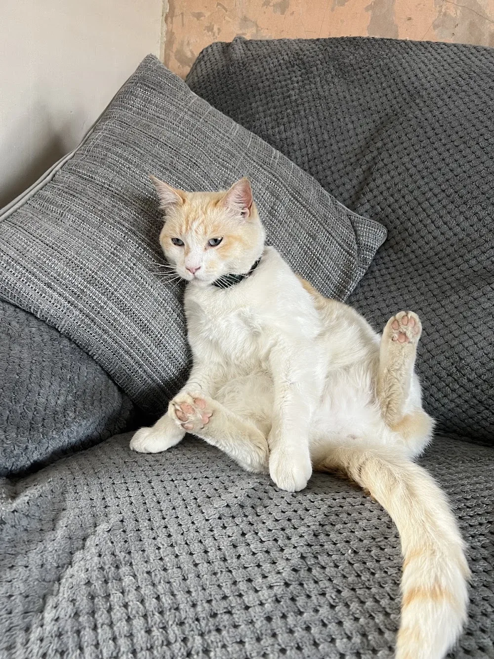 The Bythams Cattery - Bourne pet otel görseli 3