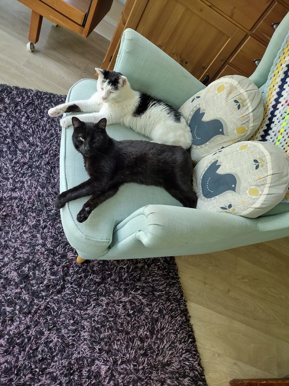 The Lodge Cattery - Bourne pet otel görseli 2