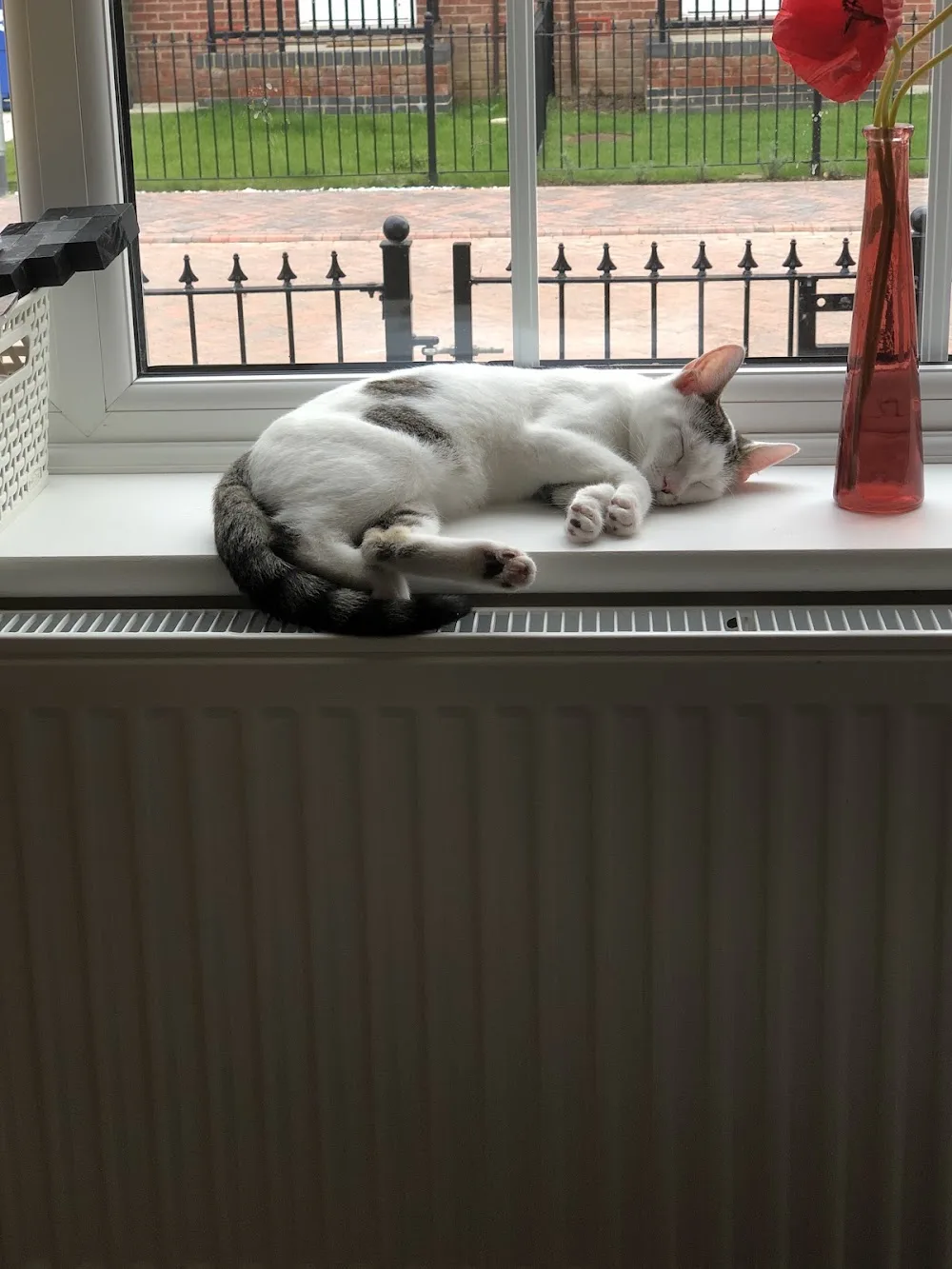 The Lodge Cattery - Bourne pet otel görseli 3