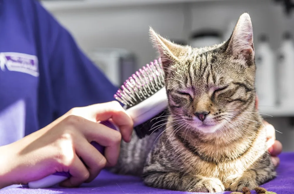 The Lodge Luxury Cat Hotel - Bourne pet otel