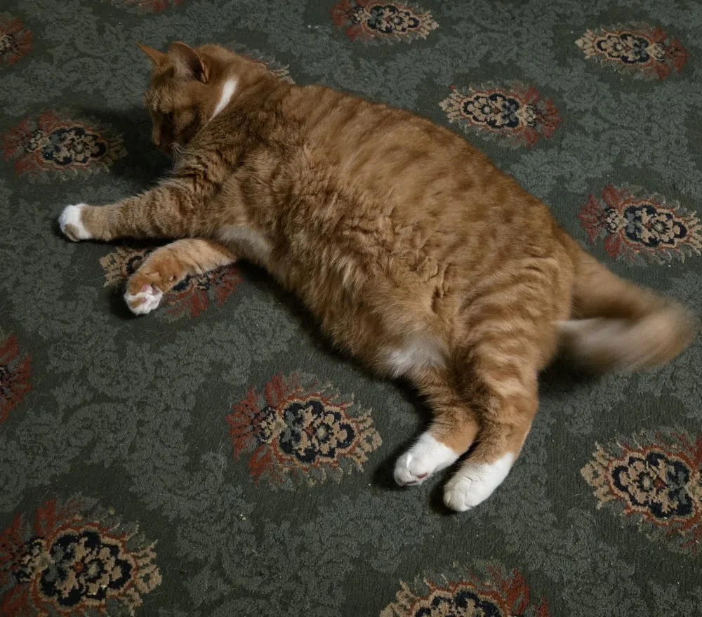 Tiggers Cattery - Bourne pet otel görseli 2